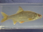 Foto Galerie/Cypriniformes/Cyprinidae/Rutilus rutilus_01_SS.jpg